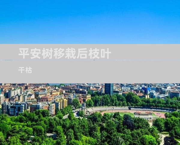 平安树移栽后枝叶干枯