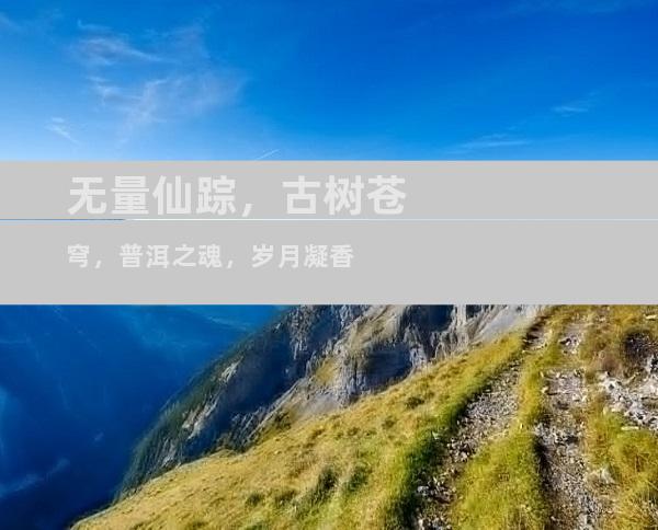 无量仙踪，古树苍穹，普洱之魂，岁月凝香